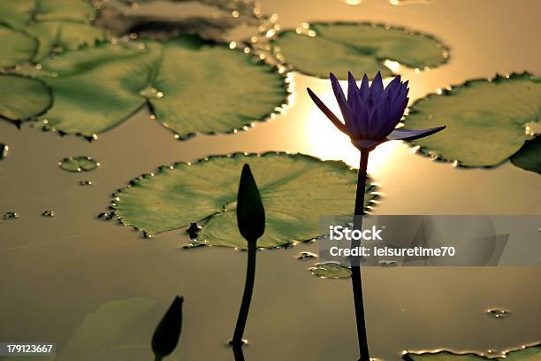 Flor De Loto Foto de stock y más banco de imágenes de Aire libre - Aire libre, Belleza, Belleza de la naturaleza