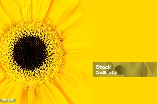 Foto de Amarelo Flores Gerbera Com Gradiente e mais fotos de stock de Fundo amarelo - Fundo amarelo, Amarelo, Amor