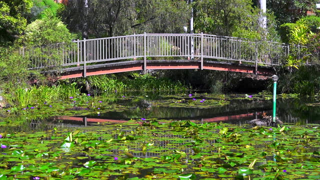 A pedestrian footbridge over a beautiful lake covered in water lilies blossoming with purple flowers in the summer sun.