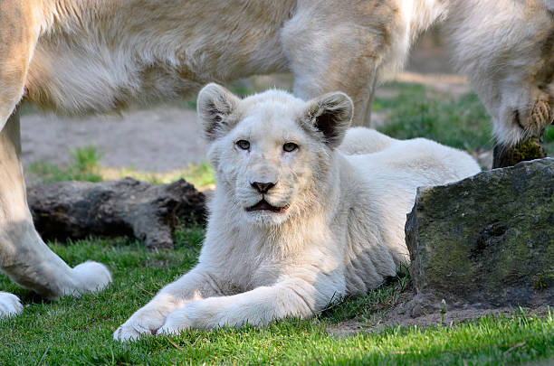 istock Closeup white lion cub on grass 179123825