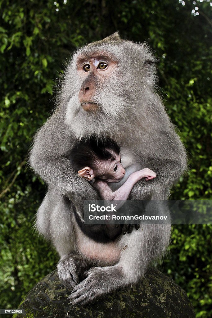 Wild di scimmia con bambino - Foto stock royalty-free di Animale