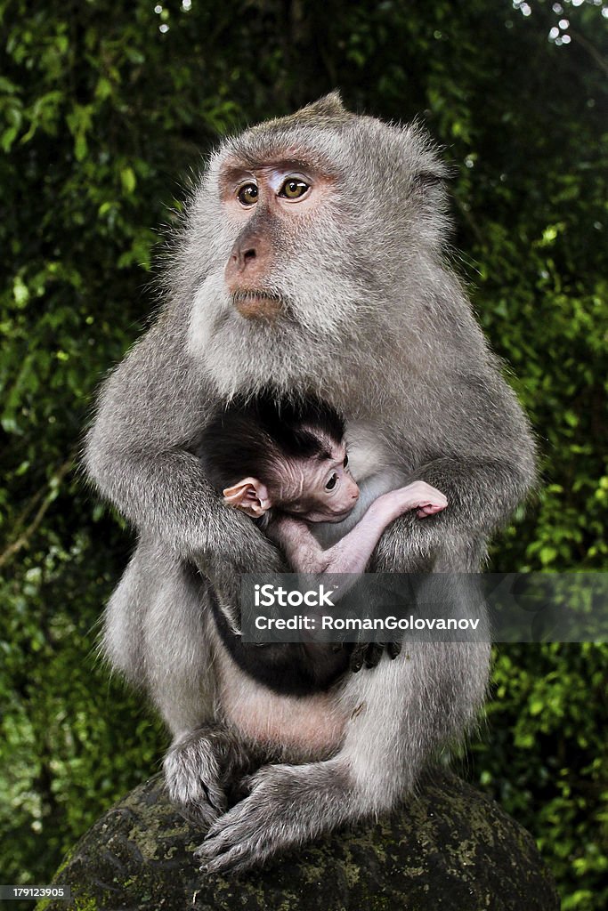 Dziki małpy z dzieckiem - Zbiór zdjęć royalty-free (Bali)