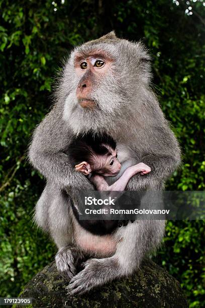 Dziki Małpy Z Dzieckiem - zdjęcia stockowe i więcej obrazów Bali - Bali, Dystrykt Ubud, Dzikie zwierzęta