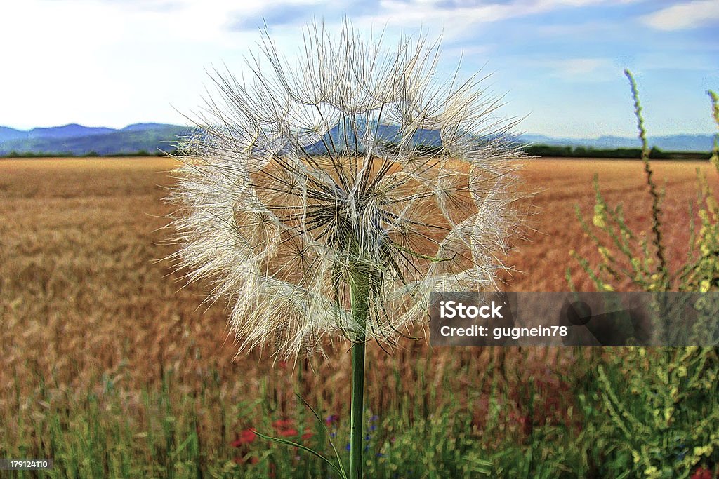 dandelion Backgrounds Stock Photo