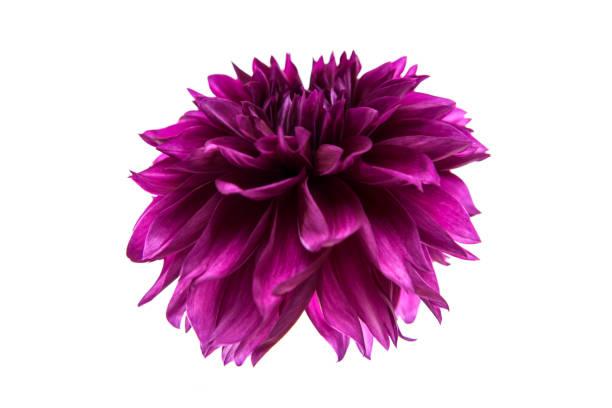 istock Studio portrait of a beautiful single Thomas Edisson Dahlia bloom, isolated over white background. Isolated dahlia flower. 1791242655