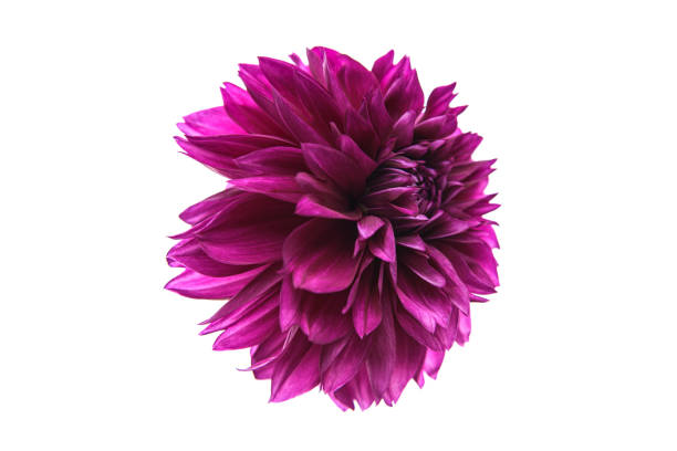 istock Studio portrait of a beautiful single Thomas Edisson Dahlia bloom, isolated over white background. Isolated dahlia flower. 1791242663