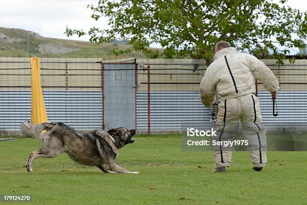 Europäischer Abstammung Shepherd Arbeiten Test Stockfoto und mehr Bilder von Arbeiten - Arbeiten, Fotografie, Gefahr