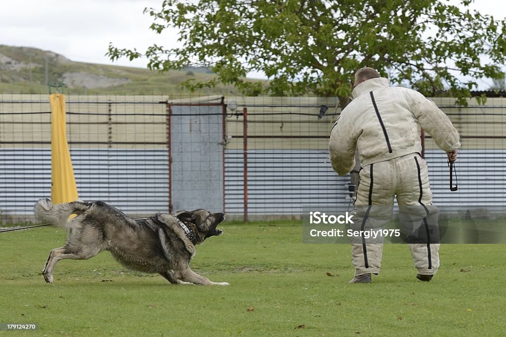 Caucasien Berger, un test - Photo de Animaux de compagnie libre de droits