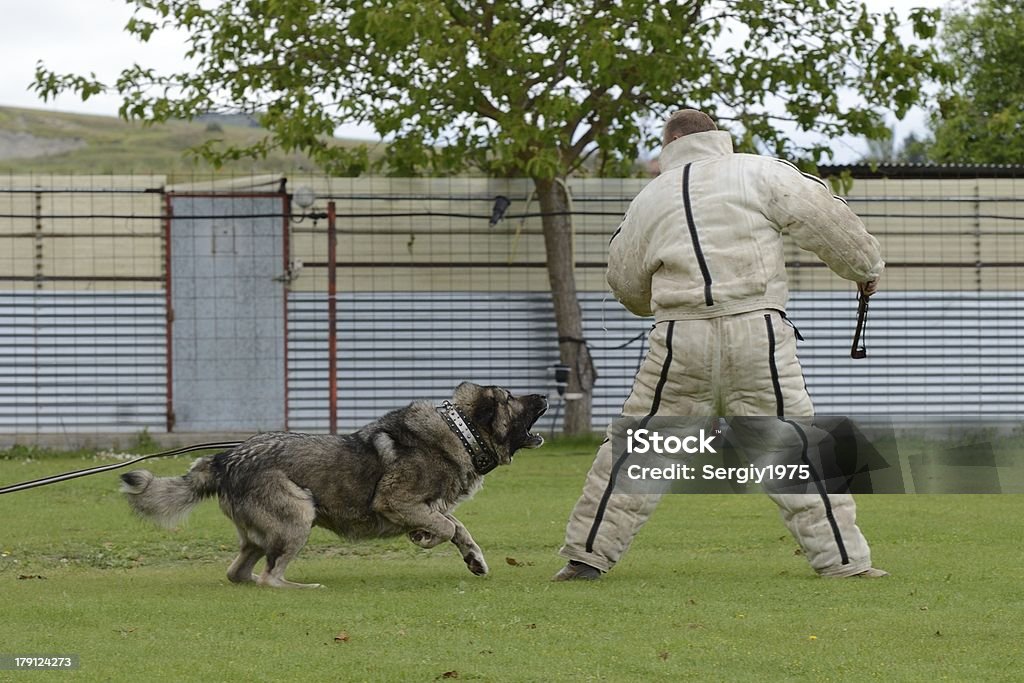 Caucásicos Shepherd, trabajo de prueba - Foto de stock de Animal libre de derechos