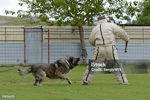 Caucásicos Shepherd Trabajo De Prueba Foto de stock y más banco de imágenes de Animal - Animal, Caseta de perro, Fotografía - Imágenes