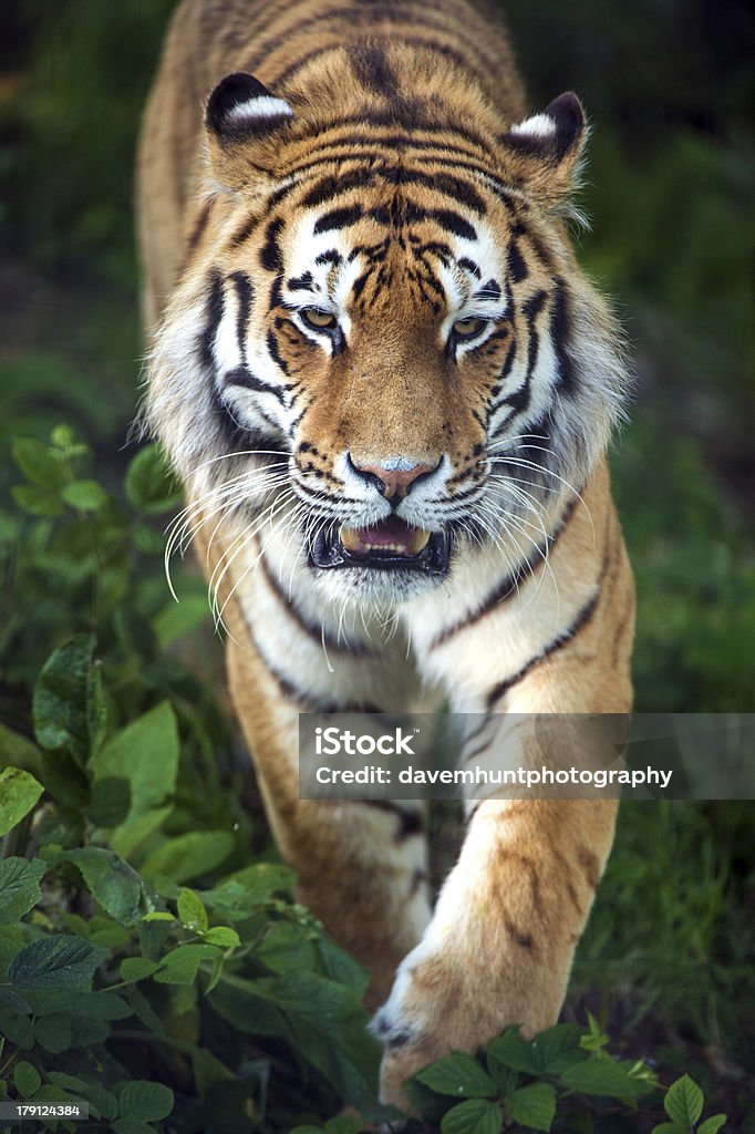 Tygrys syberyjski - Zbiór zdjęć royalty-free (Bez ludzi)