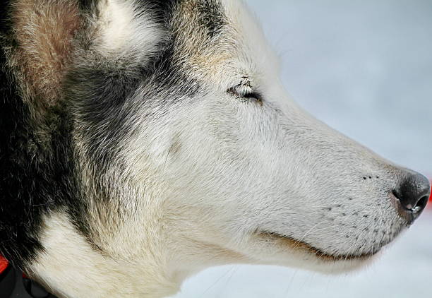 istock portrait dog husky 179124424