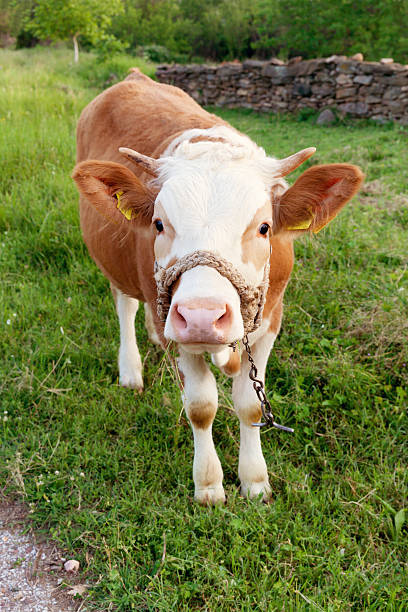 Cow on the meadow looking at you