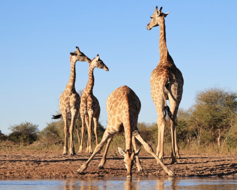 Giraffe feeding from fresh green leaves at top of a tree