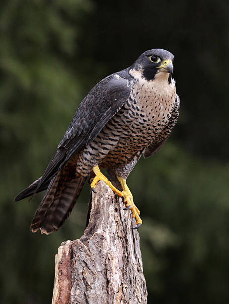 istock Hungry Peregrine Falcon 179124536