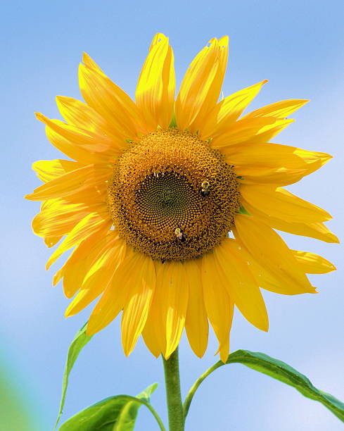 Sunflower #2 stock photo