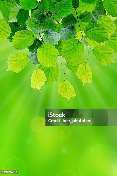 Sale El Sol Foto de stock y más banco de imágenes de Anual - Característica de planta - Anual - Característica de planta, Belleza, Campo - Tierra cultivada