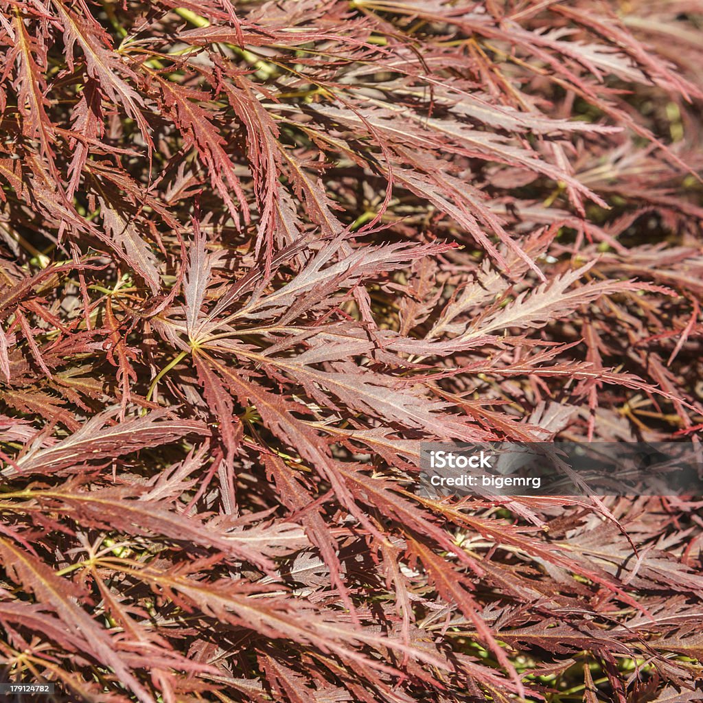 Acer Abstract The abstract leaves of a japanese maple tree. Brown Stock Photo