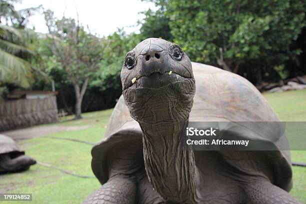 Photo libre de droit de Curieux Tortue Géante Daldabra Aldabrachelys Gigantea Seychelles banque d'images et plus d'images libres de droit de Aldabrachelys Gigantea