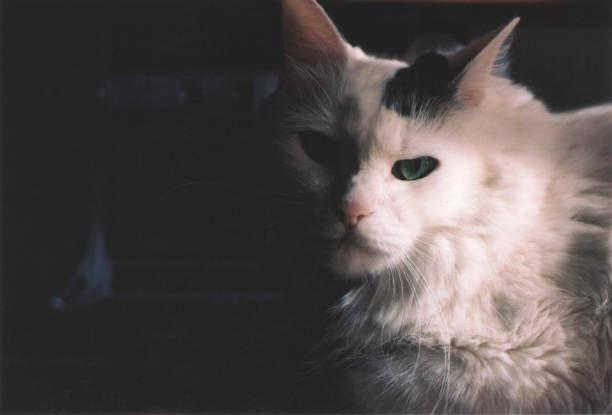 istock Beautiful White Turkish Angora Cat Portrait Illuminated by Sunlight 1791250092