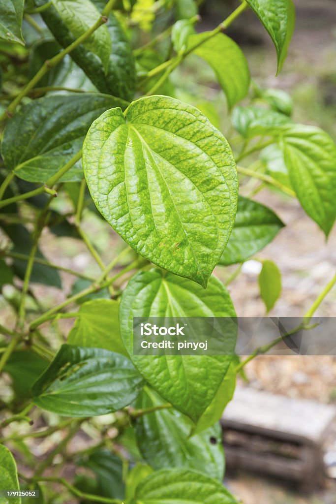 Verde foglia di betel - Foto stock royalty-free di Affari