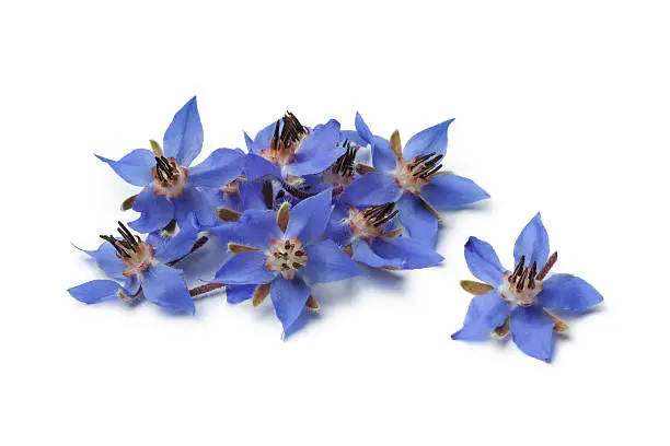 Heap of fresh blue borage flowers for decoration at white background