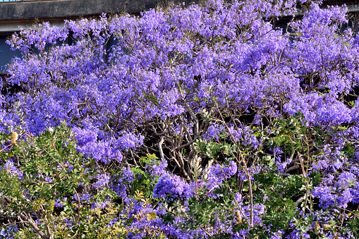 Jacaranda mimosifolia, also known as Jacaranda and Black poui, is a deciduous tree that grows 25-50’ tall in its native habitat. In tropical and sub-tropical climate, it puts on a spectacular flowering display in spring to summer, wherein blue-purple flowers cover the tree with bloom. Flowers give way to flattened 2-inches capsules, each  containing numerous winged seeds.