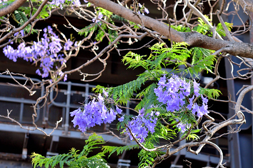 Jacaranda mimosifolia, also known as Jacaranda and Black poui, is a deciduous tree that grows 25-50’ tall in its native habitat. In tropical and sub-tropical climate, it puts on a spectacular flowering display in spring to summer, wherein blue-purple flowers cover the tree with bloom. Flowers give way to flattened 2-inches capsules, each  containing numerous winged seeds.