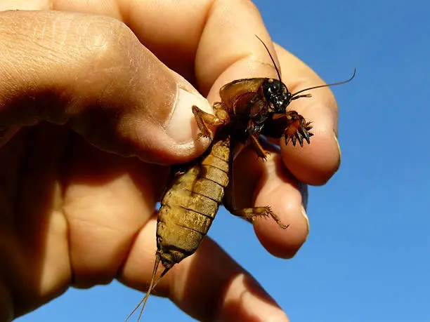 mole cricket in human hand