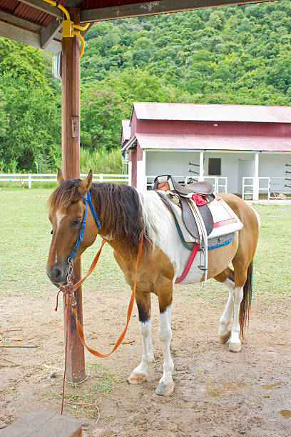 istock Horse in farm. 179125522