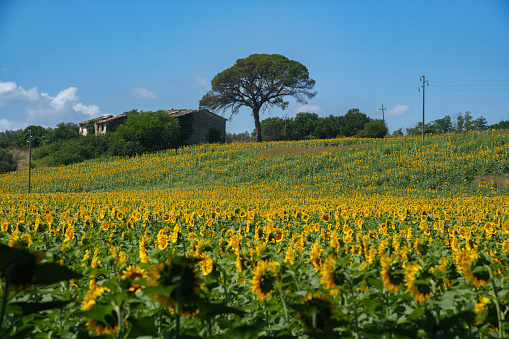 Sunflowers in Val Teverina near Castiglione, Viterbo province, Lazio, Italy, at summer