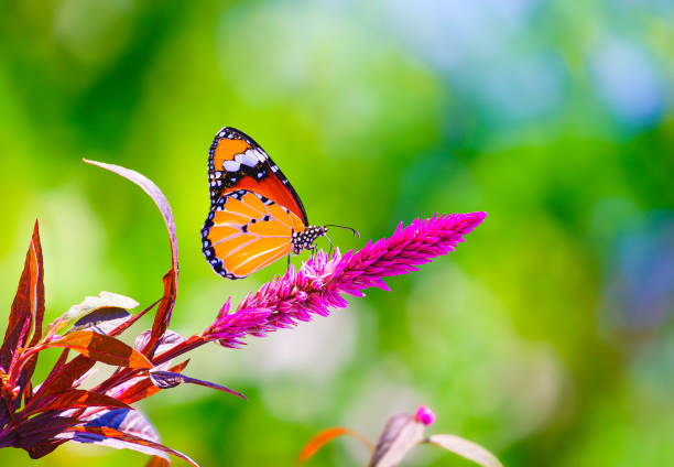 istock Plain Tiger butterfly is perching and sucking nectar from pink Celosia argentea or Wild Cockscomb flower on blurred greenery background 1791255885