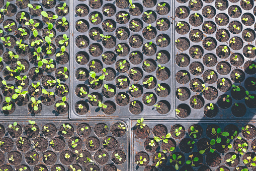 Sunlight and shadow on surface of many seedlings vegetable are growing in black plastic nursery trays, Top view with copy space