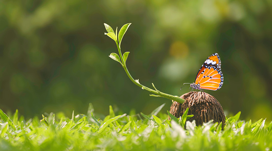 Colorful butterfly perching on dry Cerbera odollam seed with seedling is growing on blurred greenery background. Beautiful natural scene of new plant life in spring time