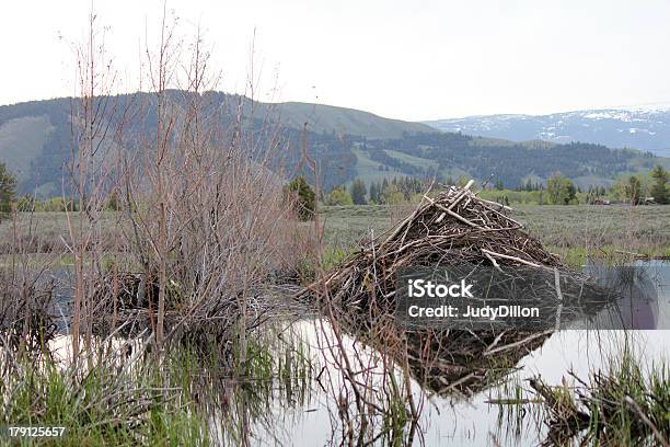 Photo libre de droit de Barrage De Castor banque d'images et plus d'images libres de droit de Barrage de castor - Barrage de castor, Boue, Branche - Partie d'une plante