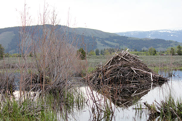 Beaver Dam A Beaver Dam along the Moose-Wilson Road in the Grand Tetons Nagtional Park. beaver dam stock pictures, royalty-free photos & images