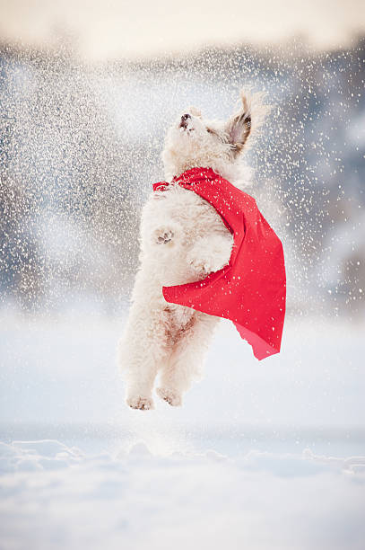 istock funny curly super dog flying 179125790