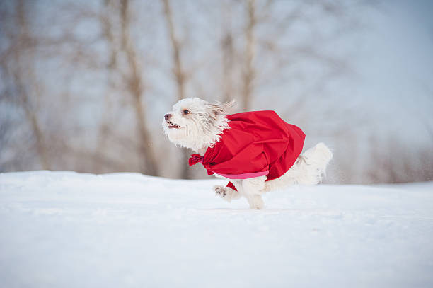 istock funny curly super dog running 179125851