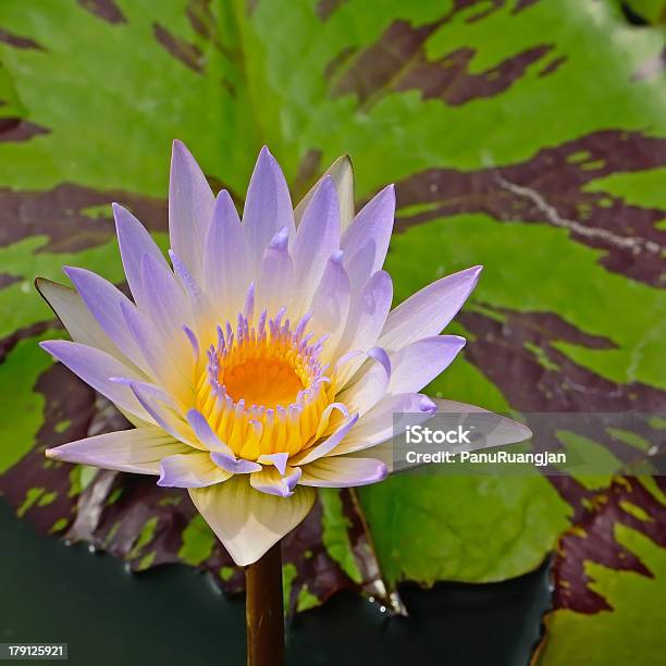 Photo libre de droit de Waterlily banque d'images et plus d'images libres de droit de Amour - Amour, Arbre en fleurs, Asie