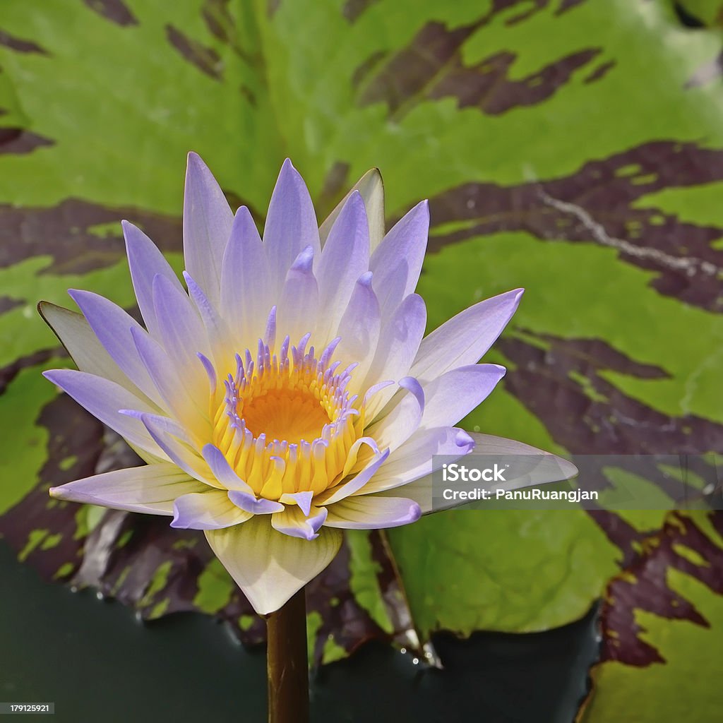 Waterlily - Foto stock royalty-free di Acqua