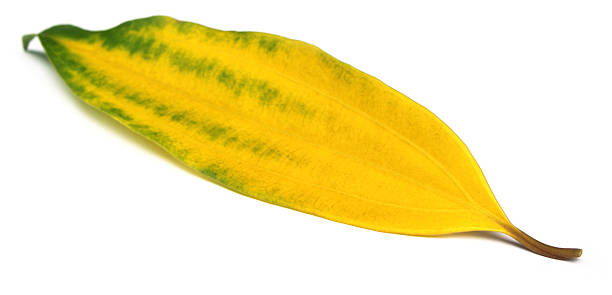 istock Green cassia leaves or Tej Patta 179125978