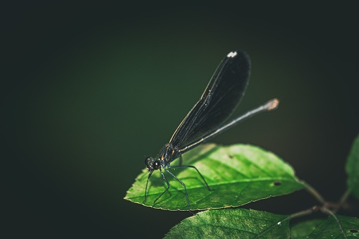 A closeup of a black dragonfly perched on a green leaf