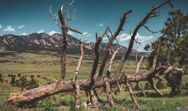 istock Lush, verdant field of green grass with a fallen tree 1791260125