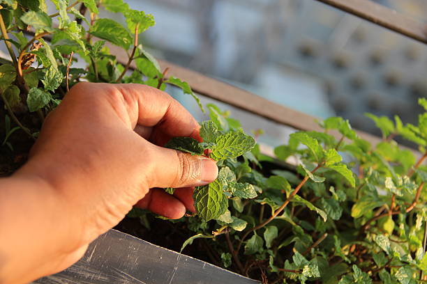 Menta fresca de recolección - foto de stock