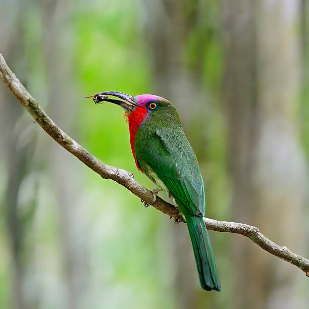 male Red-bearded Bee-eater Beautiful male Red-bearded Bee-eater bird (Nyctyornis amictus), standing on a branch, in the feeding season red bearded bee eater nyctyornis amictus stock pictures, royalty-free photos & images
