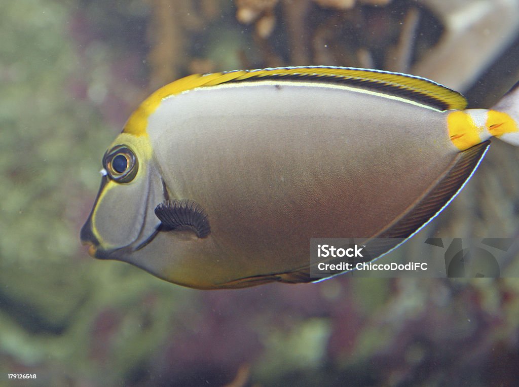 Bianco Pesce tropicale con veining Nuota nelle acque delle zone temperate - Foto stock royalty-free di Acqua