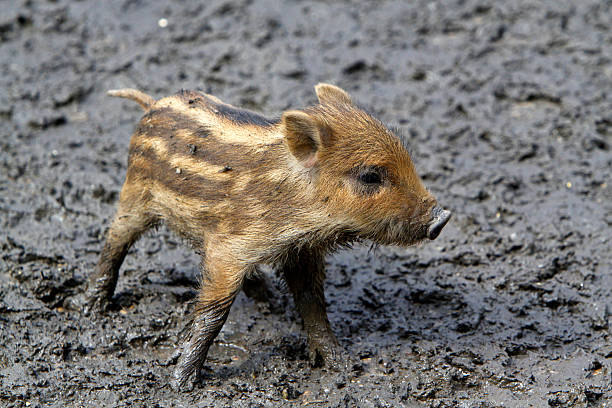 wild boar piglets - foto’s van aarde stockfoto's en -beelden