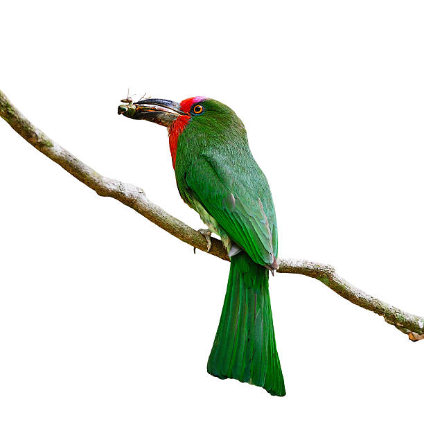 female Red-bearded Bee-eater Colorful female Red-bearded Bee-eater bird (Nyctyornis amictus), standing on a branch, back profile, in the feeding season, isolated on a white background red bearded bee eater nyctyornis amictus stock pictures, royalty-free photos & images