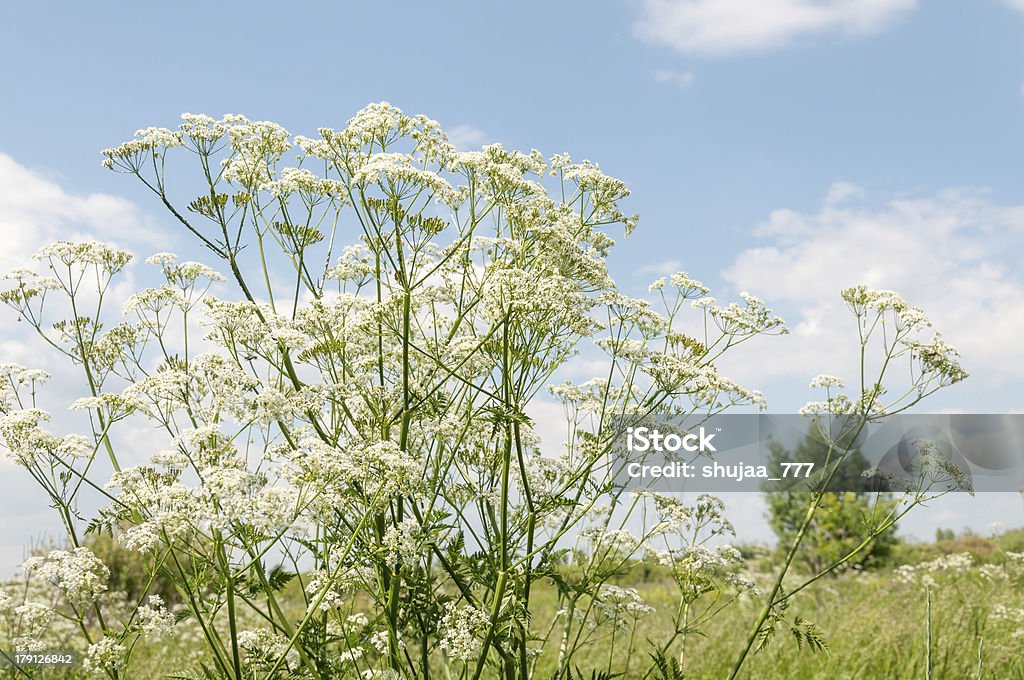 Magnifiques fleurs Cerfeuil sur la belle Prairie et ciel bleu en toile de fond - Photo de Arbre en fleurs libre de droits