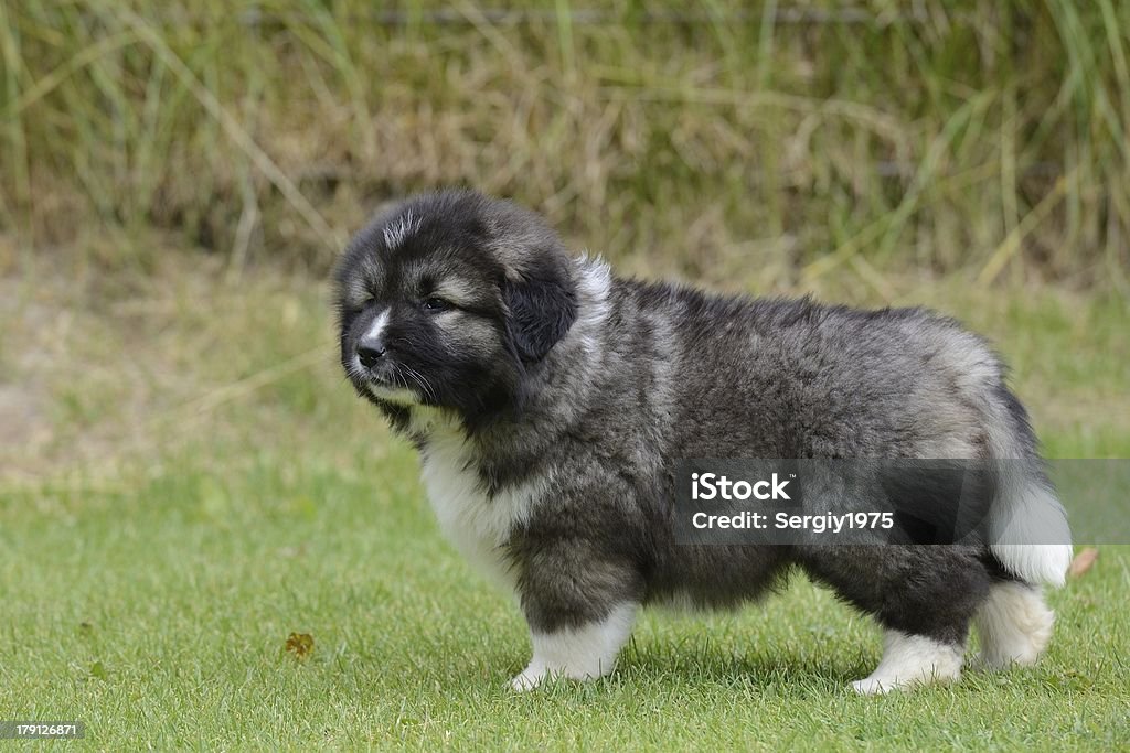 子犬の白人羊飼い - ペットのロイヤリティフリーストックフォト